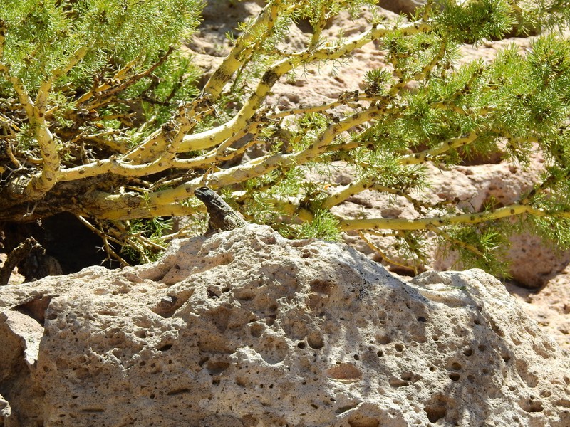 Adesmia pinifolia photo 4