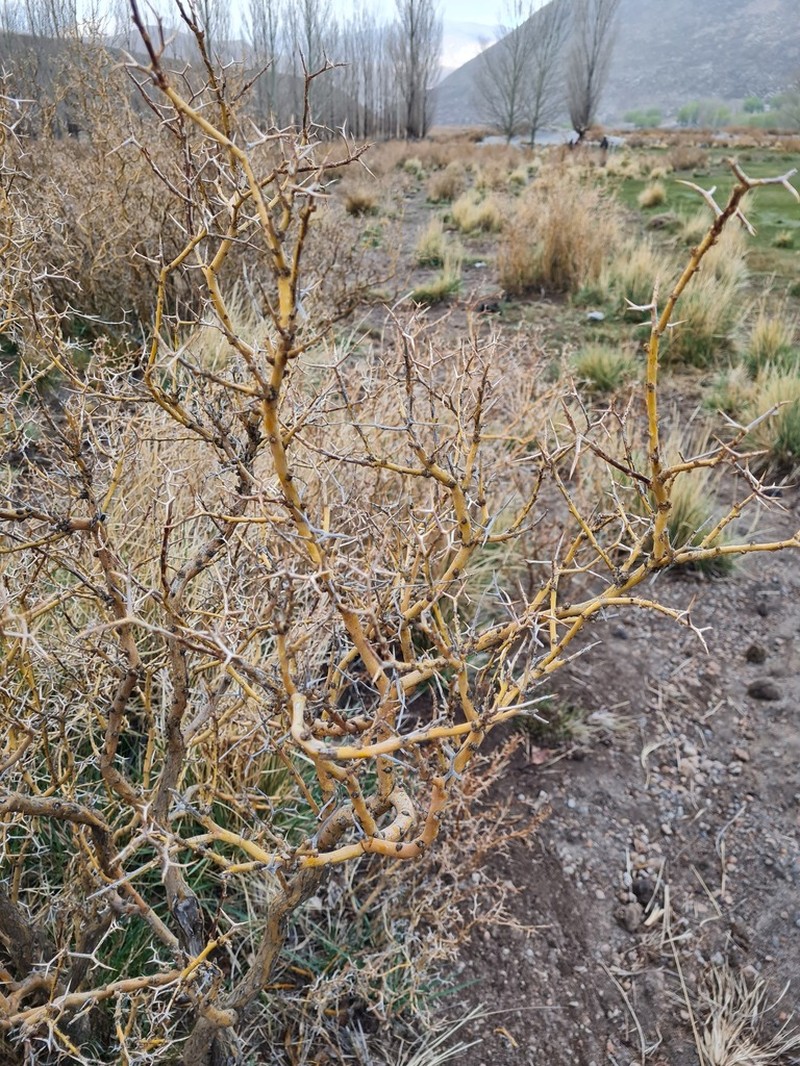 Adesmia pinifolia photo 5