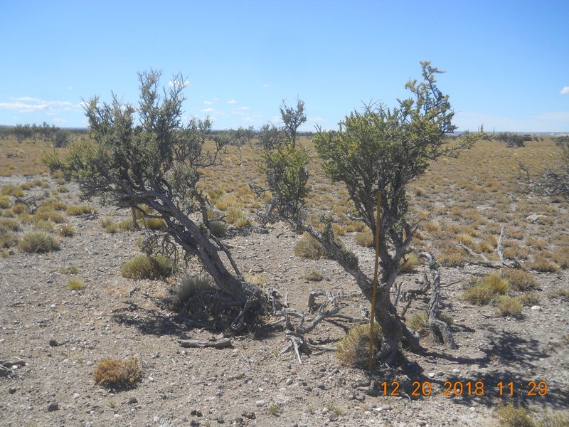Adesmia pinifolia photo 6