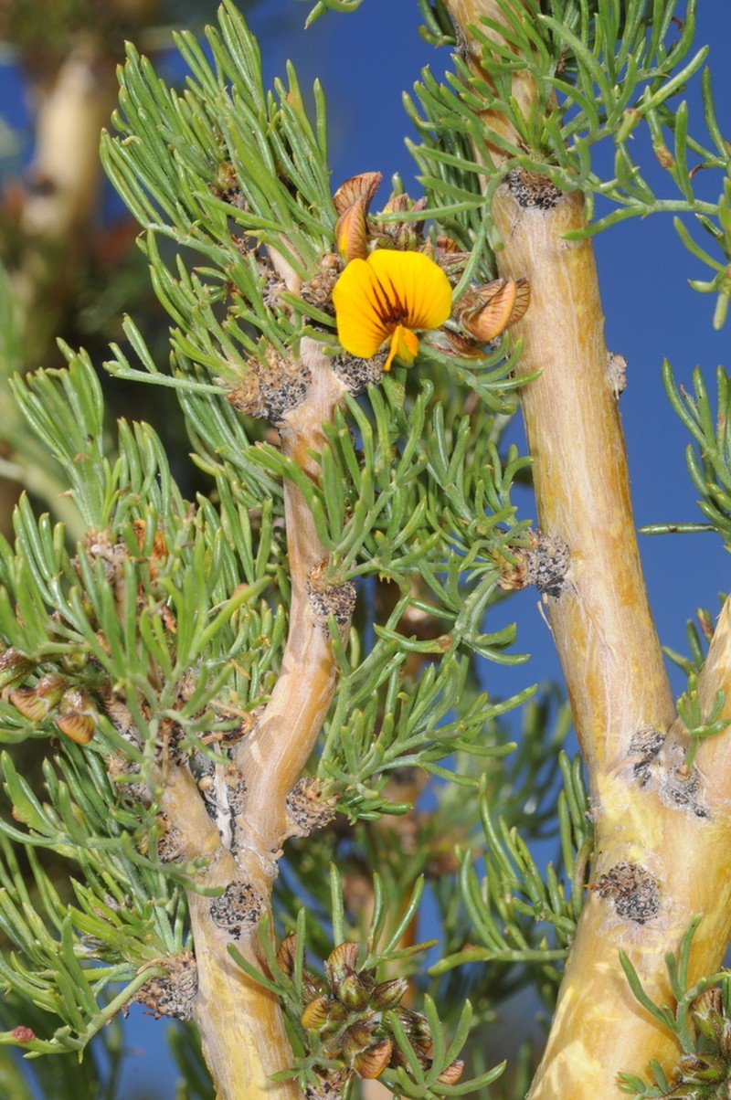 Adesmia pinifolia photo 7