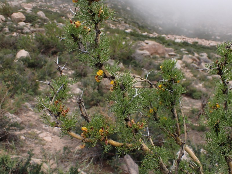 Adesmia pinifolia photo 8