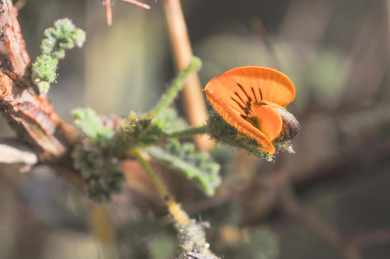 Adesmia polyphylla