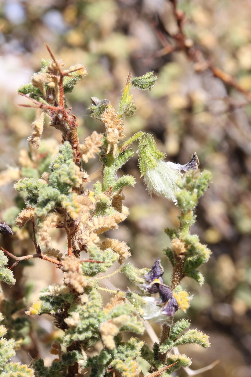 Adesmia polyphylla photo 3