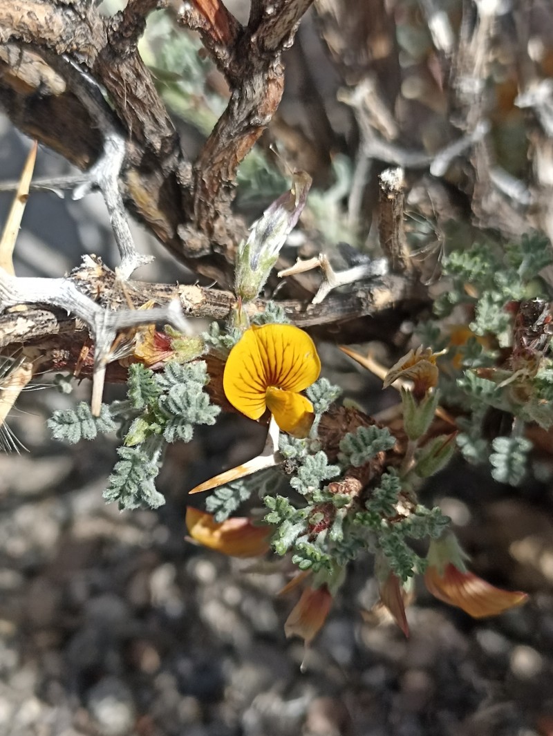 Adesmia polyphylla photo 6