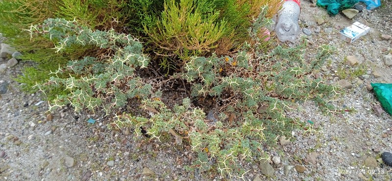 Adesmia polyphylla photo 7
