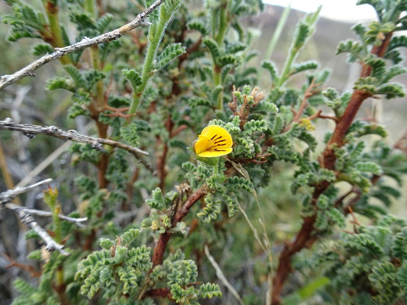 Adesmia polyphylla photo 8