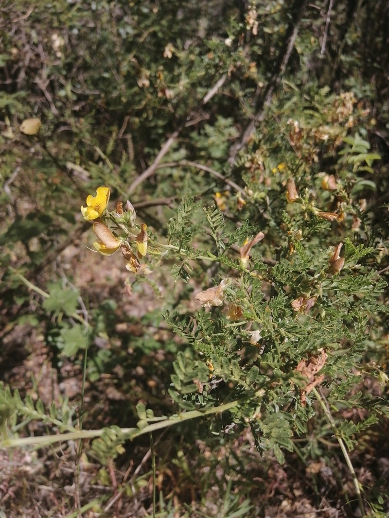 Adesmia propinqua