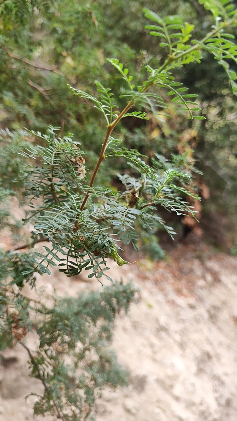 Adesmia propinqua photo 2