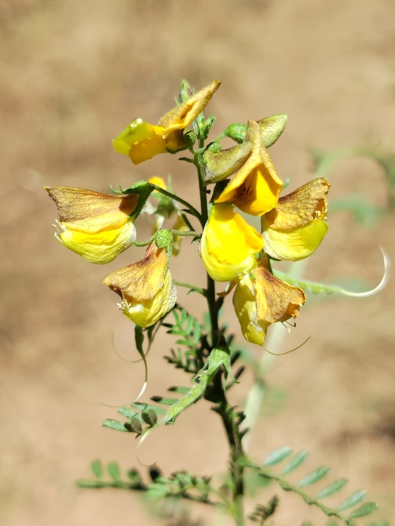 Adesmia propinqua photo 3
