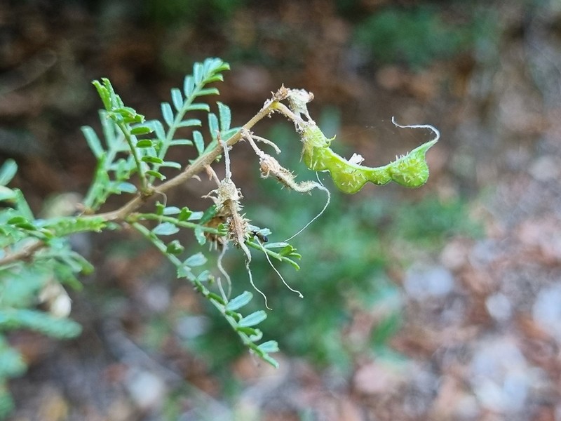 Adesmia propinqua photo 4