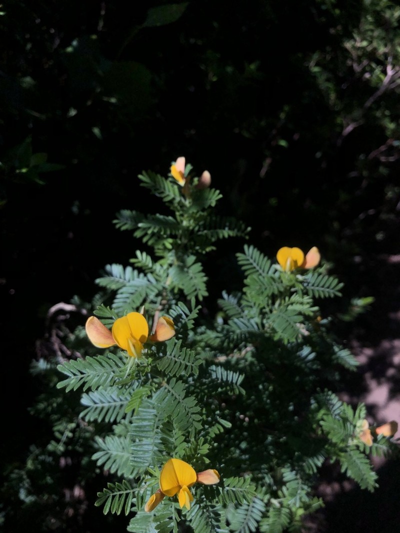 Adesmia propinqua photo 5