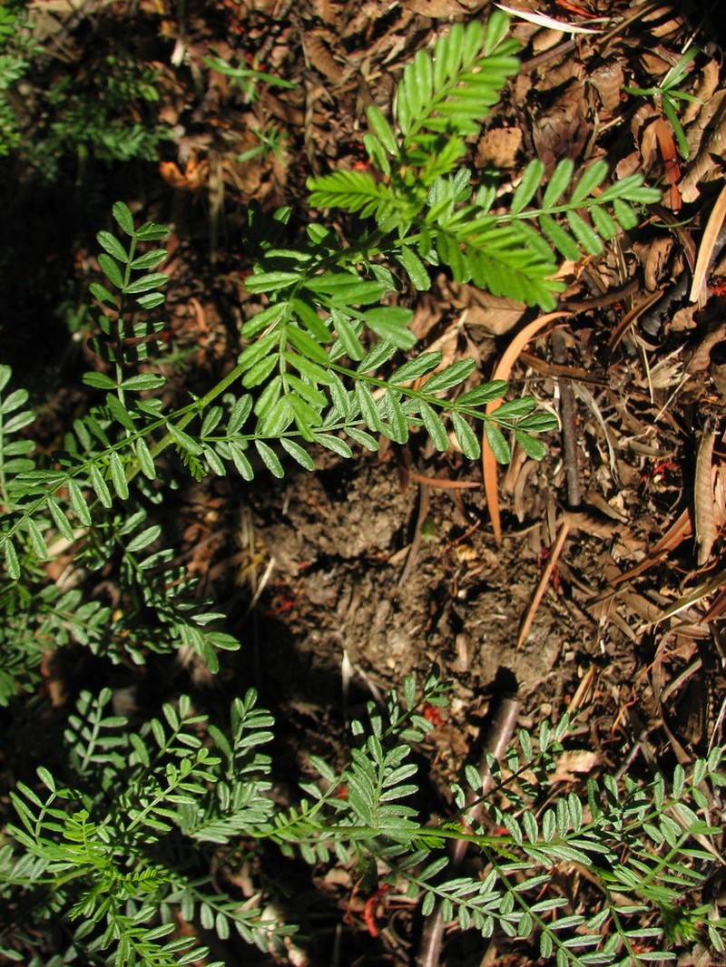 Adesmia propinqua photo 6