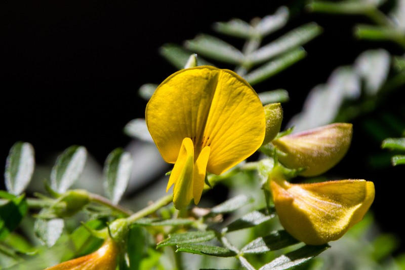 Adesmia propinqua photo 7