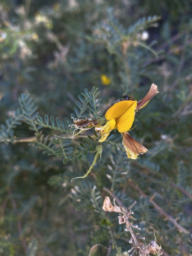 Adesmia propinqua photo 8