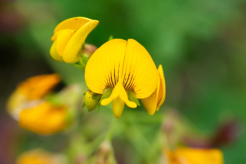Adesmia prostrata