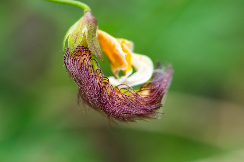 Adesmia prostrata photo 2