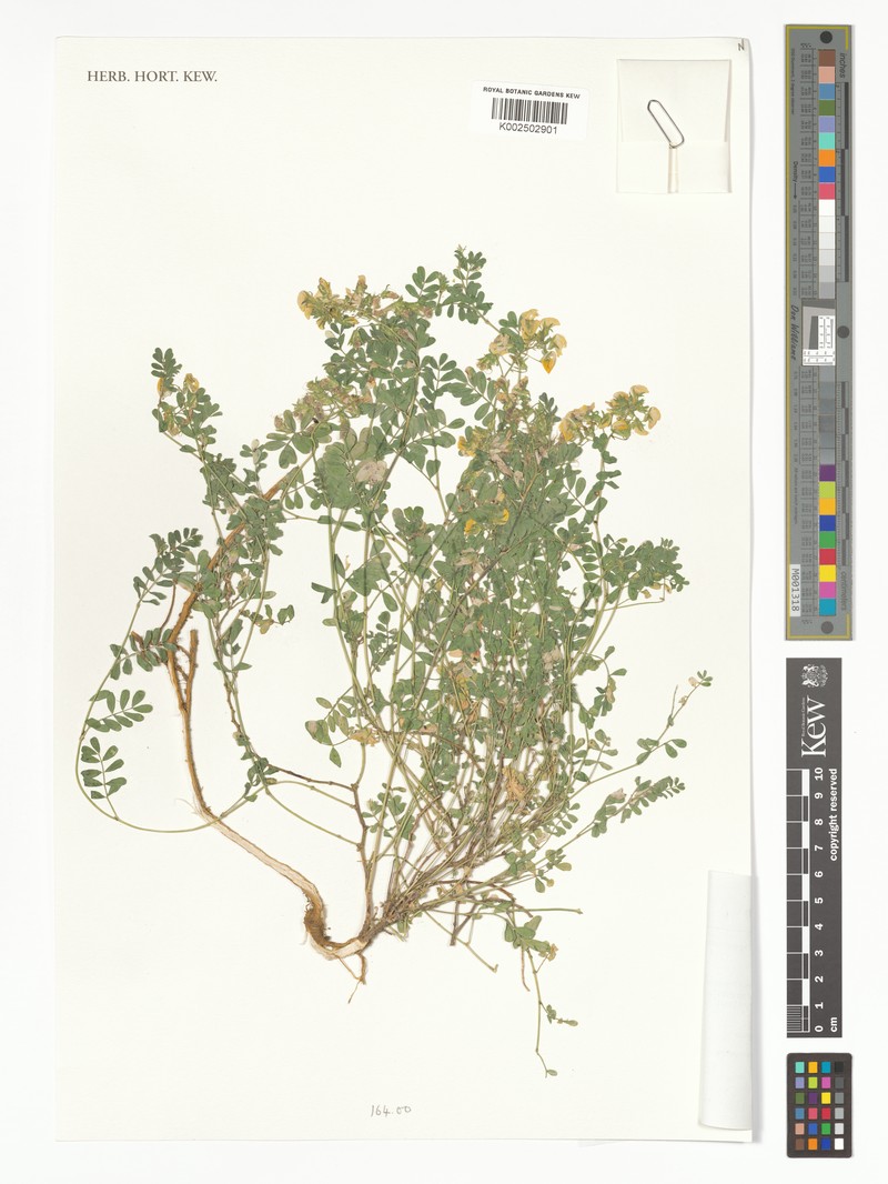 Adesmia prostrata photo 3