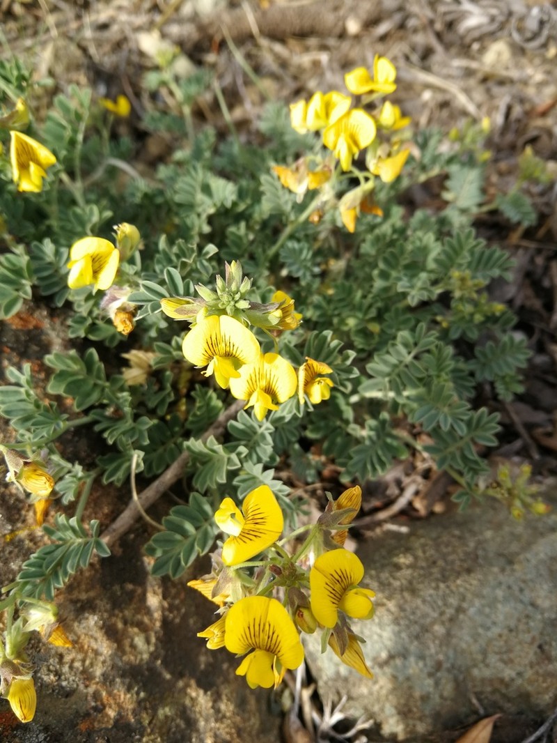 Adesmia prostrata photo 4