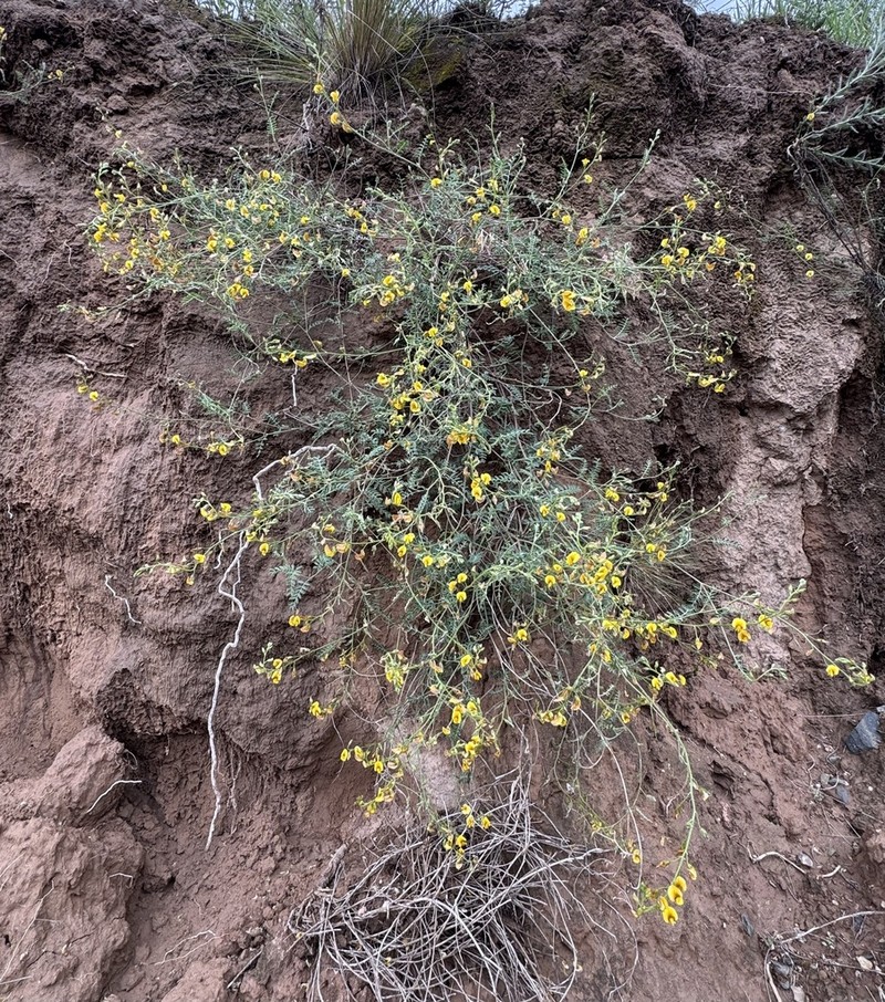 Adesmia pseudincana