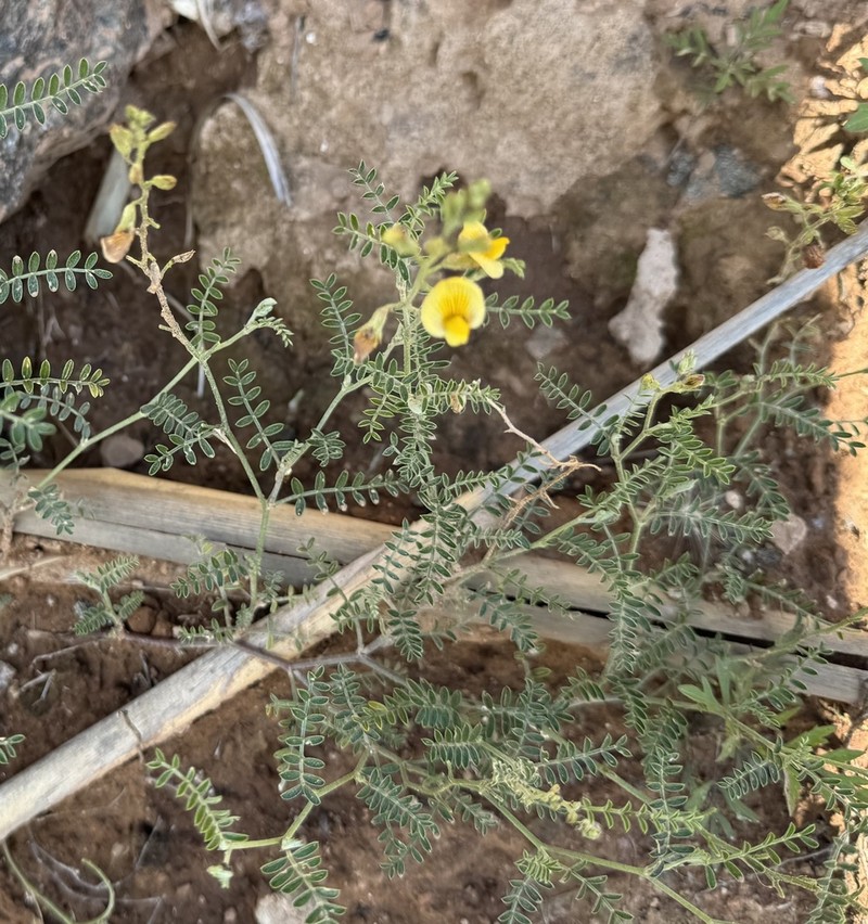 Adesmia pseudincana photo 2