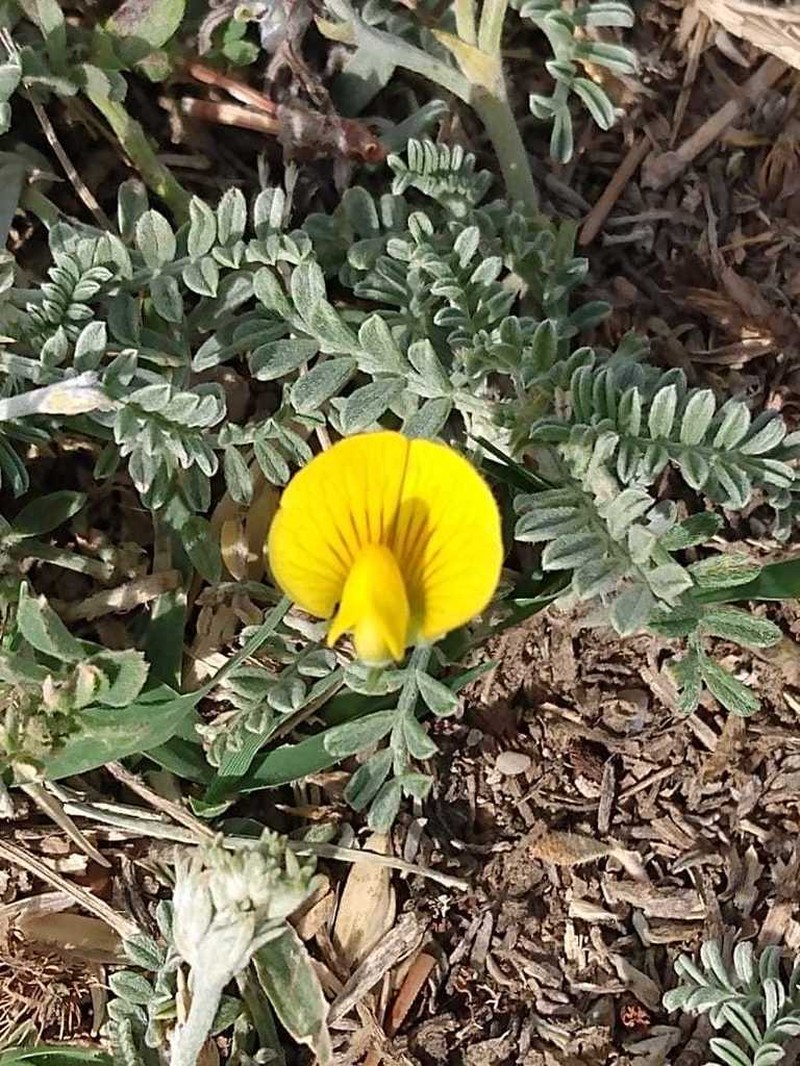 Adesmia pseudogrisea