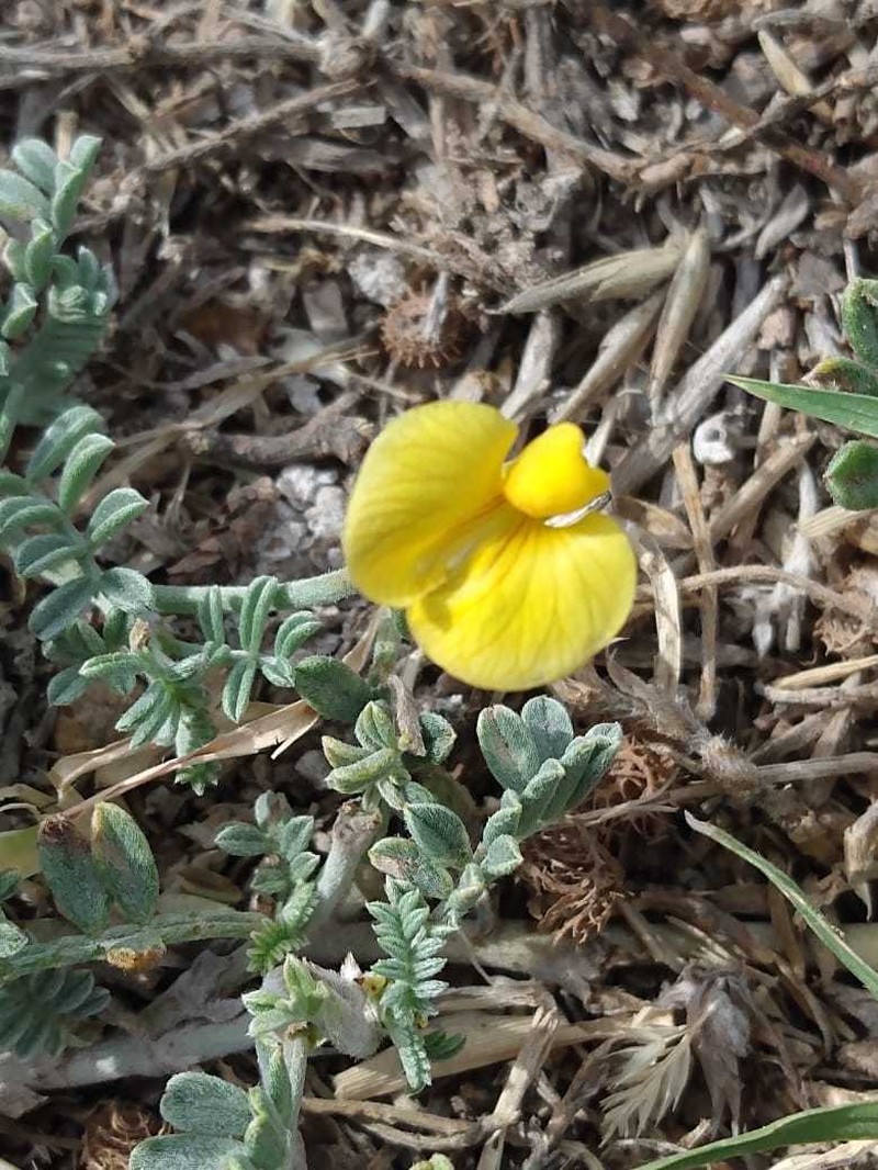 Adesmia pseudogrisea photo 2