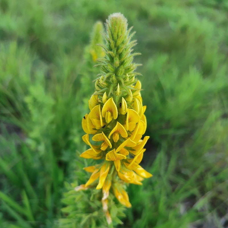 Adesmia psoraleoides