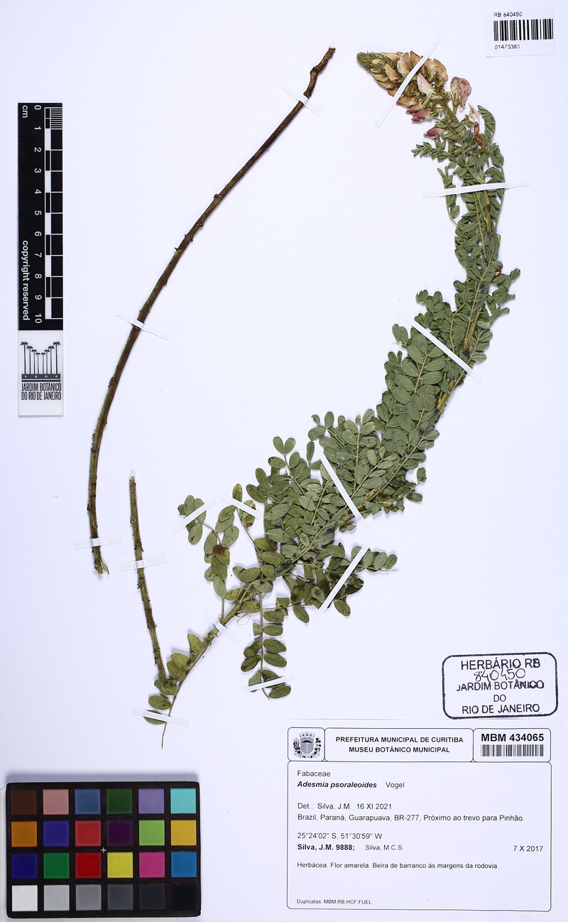 Adesmia psoraleoides photo 2