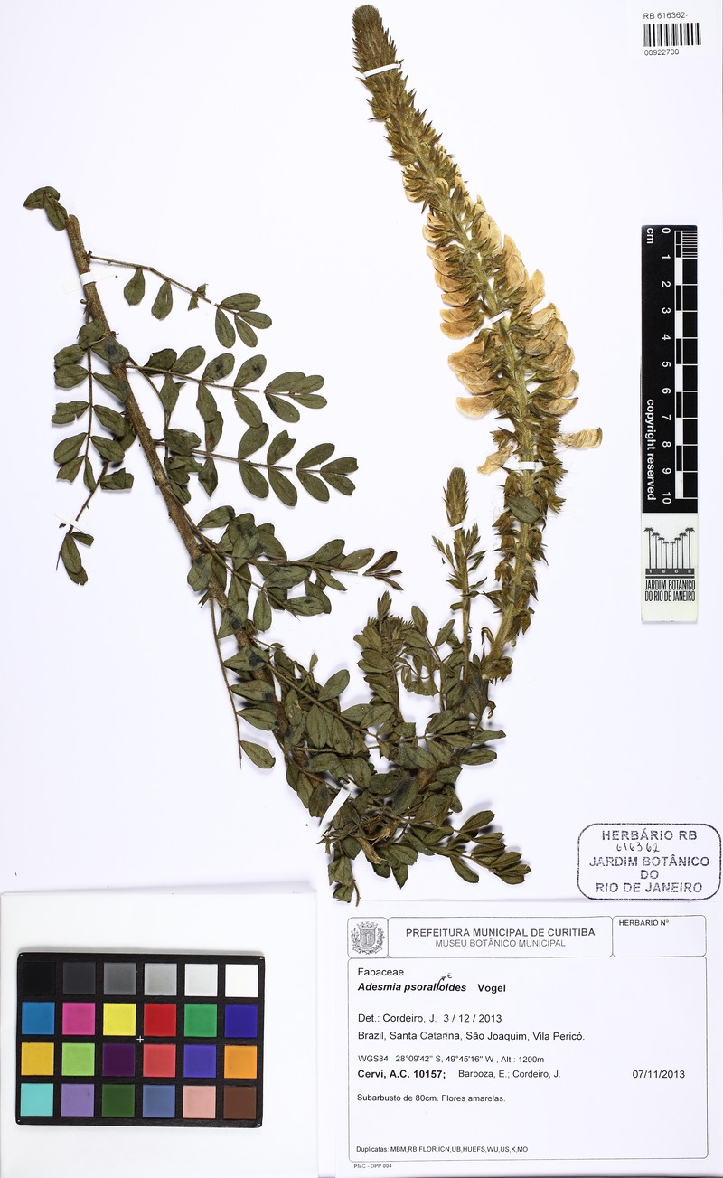 Adesmia psoraleoides photo 3