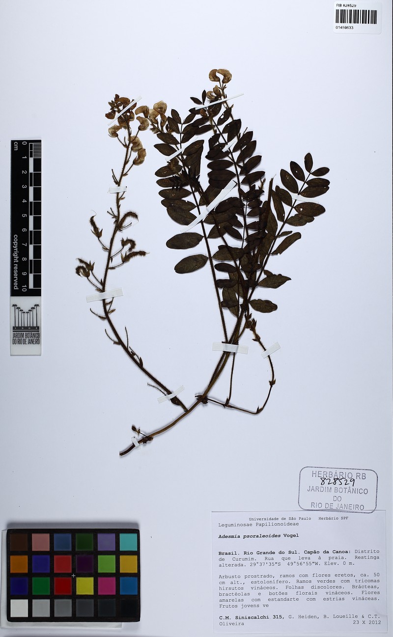 Adesmia psoraleoides photo 5