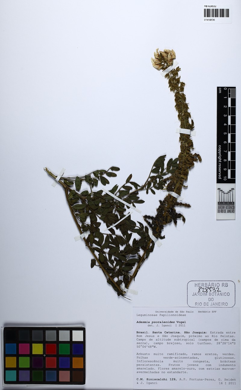 Adesmia psoraleoides photo 6