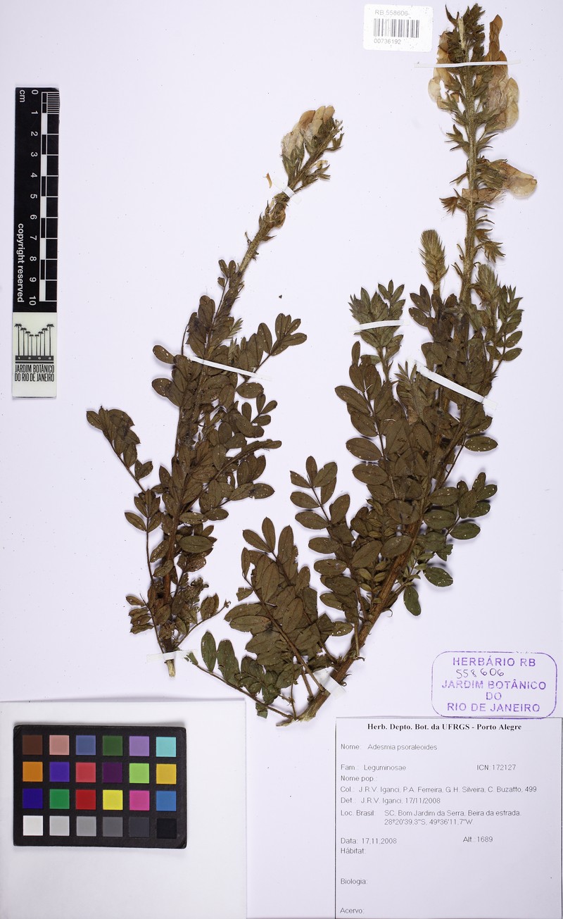 Adesmia psoraleoides photo 7