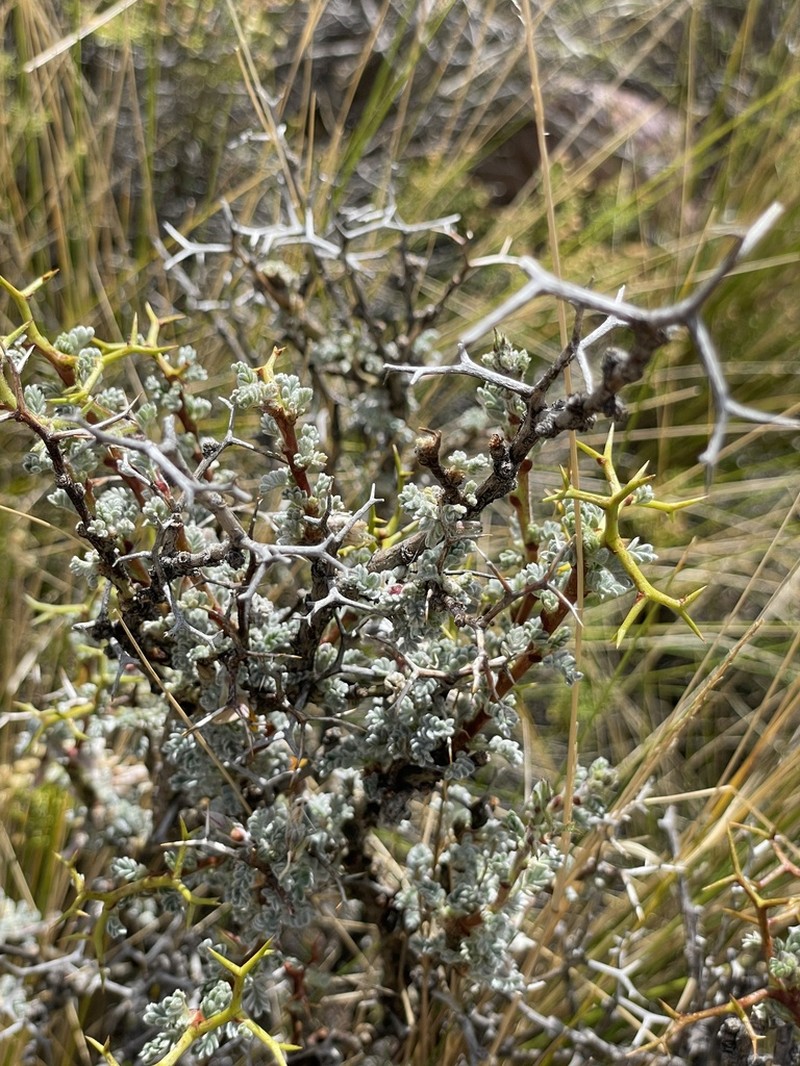Adesmia pumahuasiana