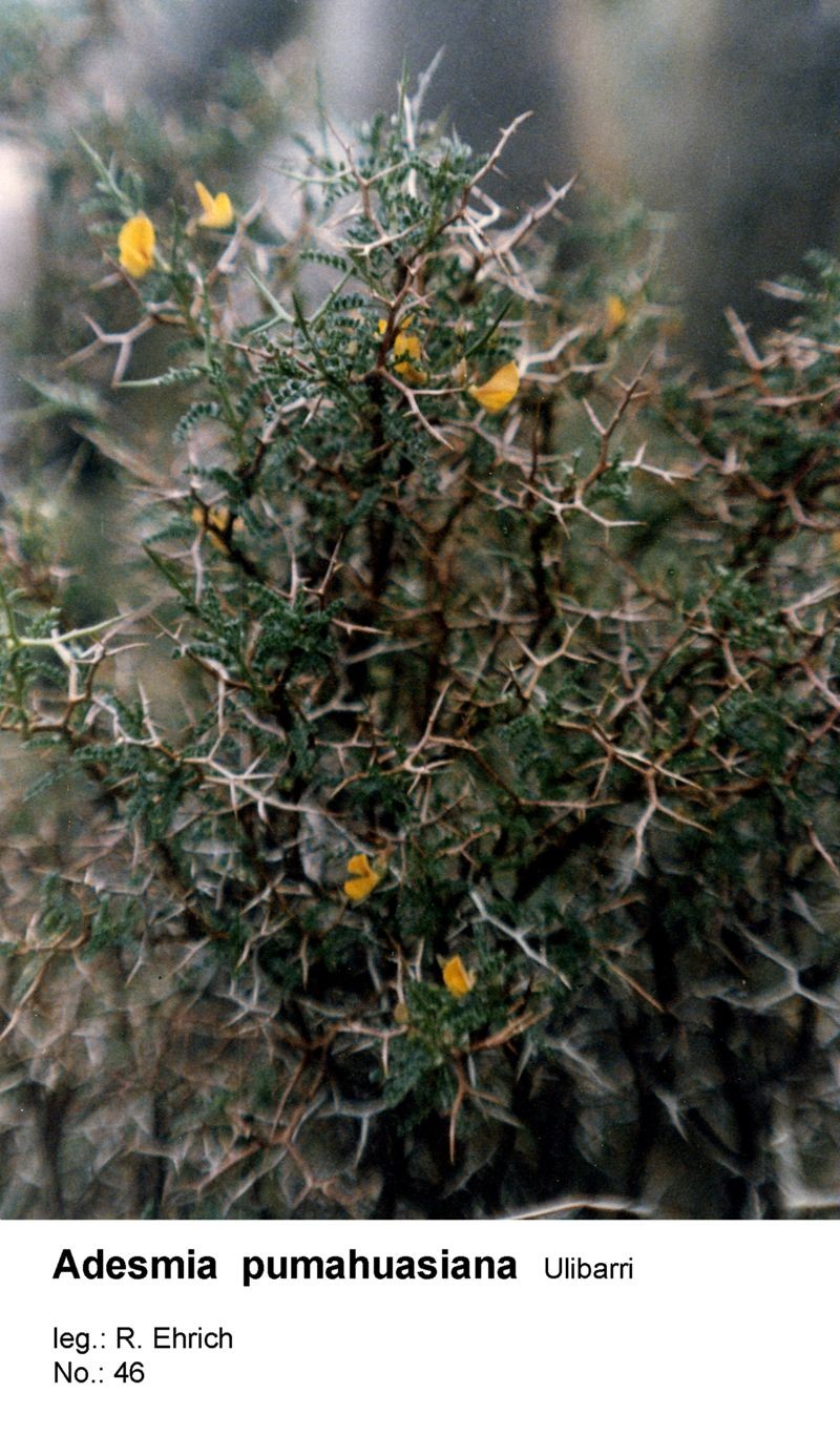 Adesmia pumahuasiana photo 5