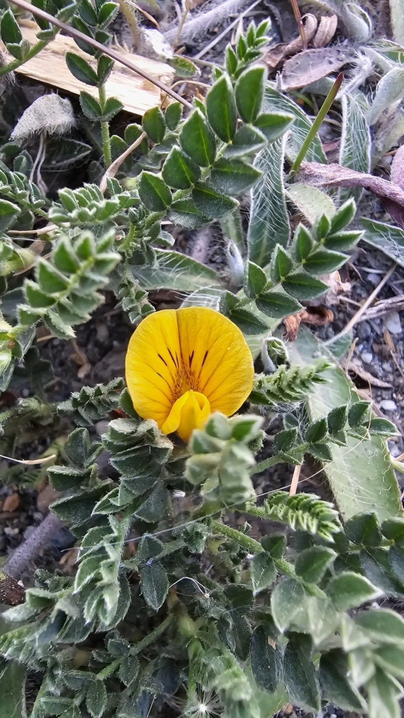 Adesmia pumila
