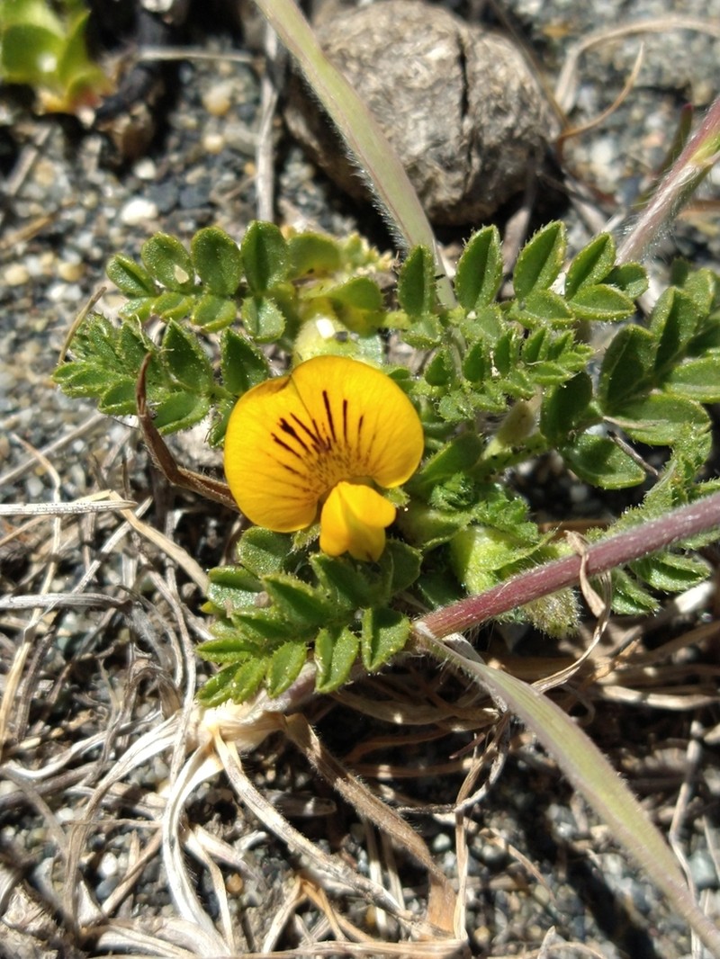 Adesmia pumila photo 2
