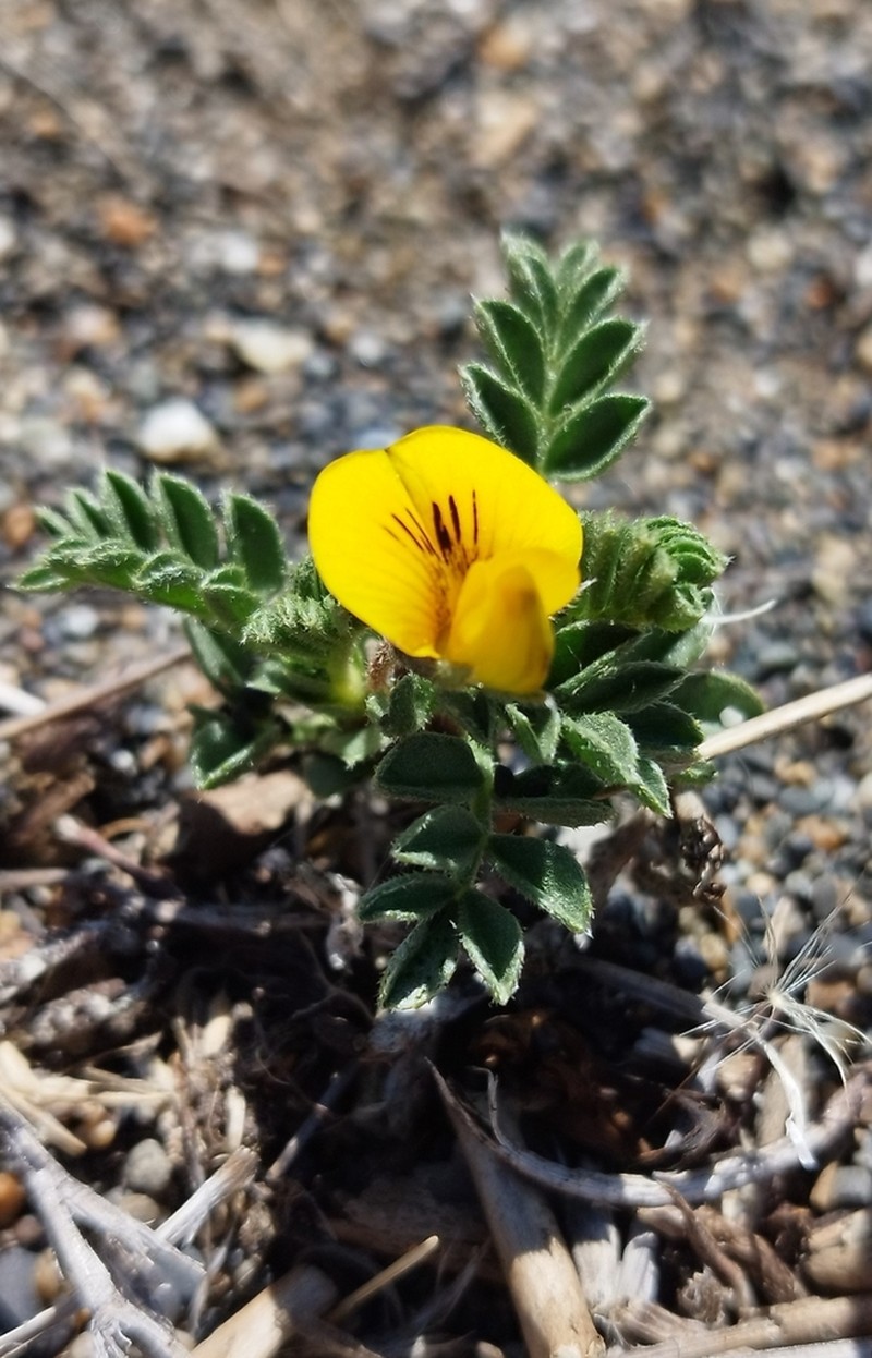 Adesmia pumila photo 3