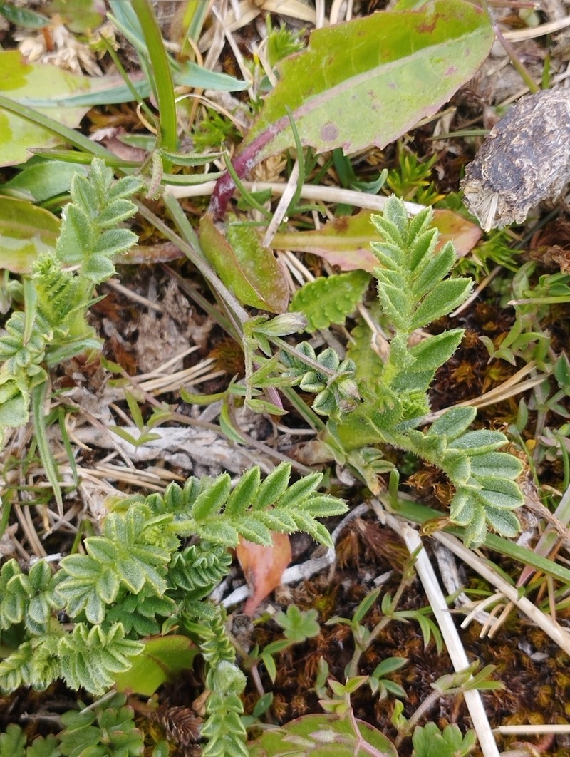 Adesmia pumila photo 4
