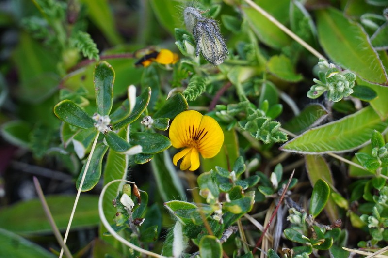 Adesmia pumila photo 5