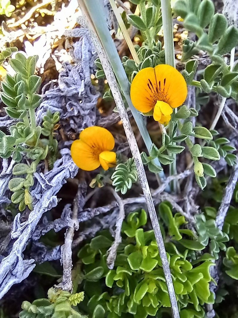 Adesmia pumila photo 6