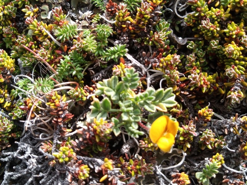 Adesmia pumila photo 7