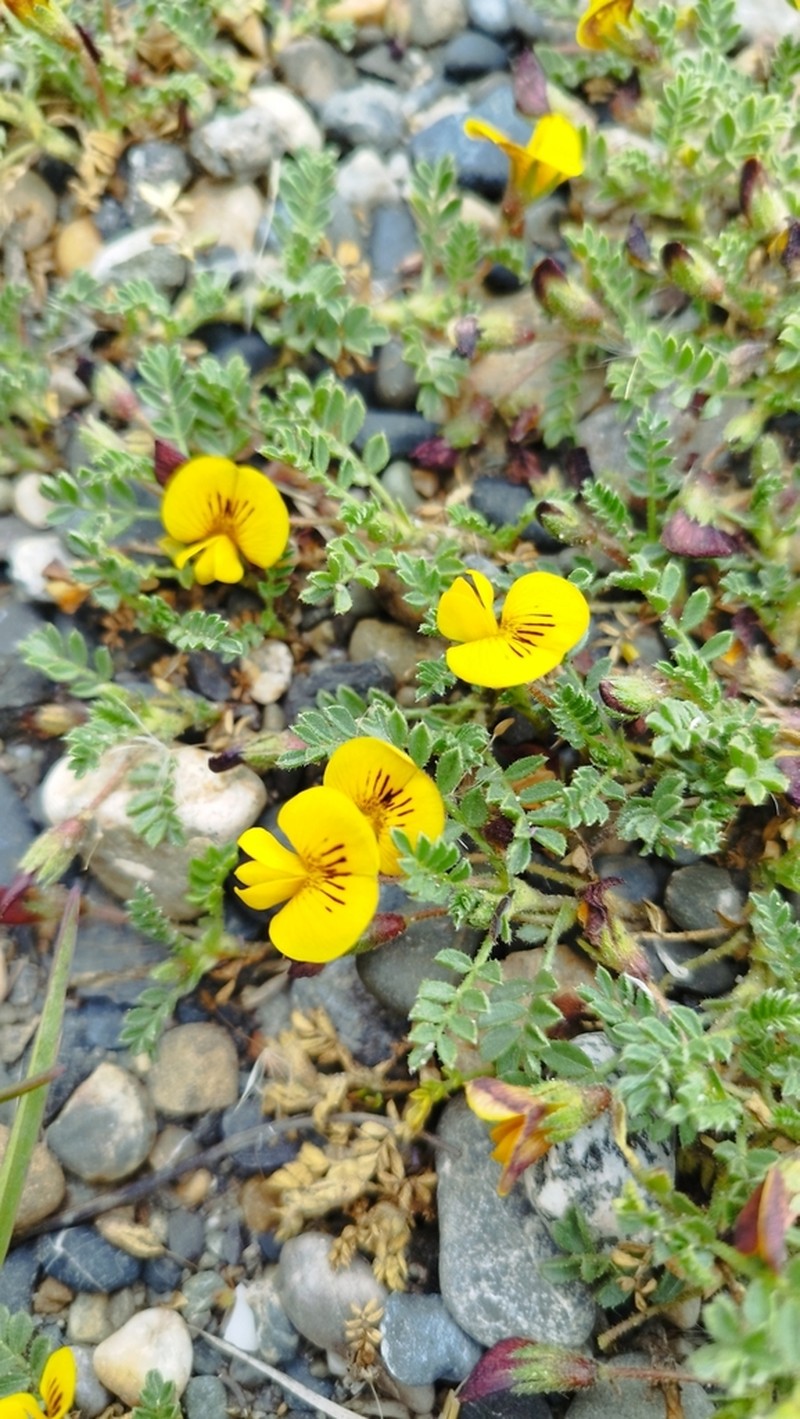 Adesmia pumila photo 8