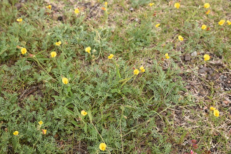 Adesmia punctata
