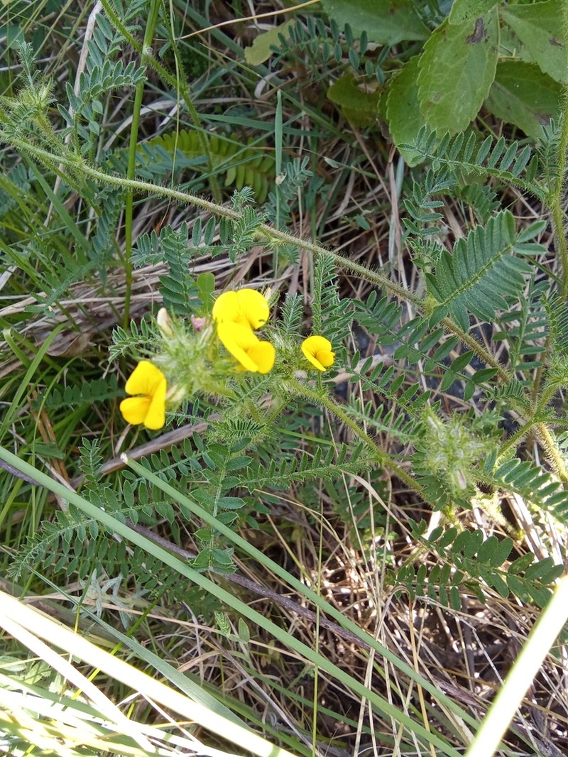 Adesmia punctata photo 2