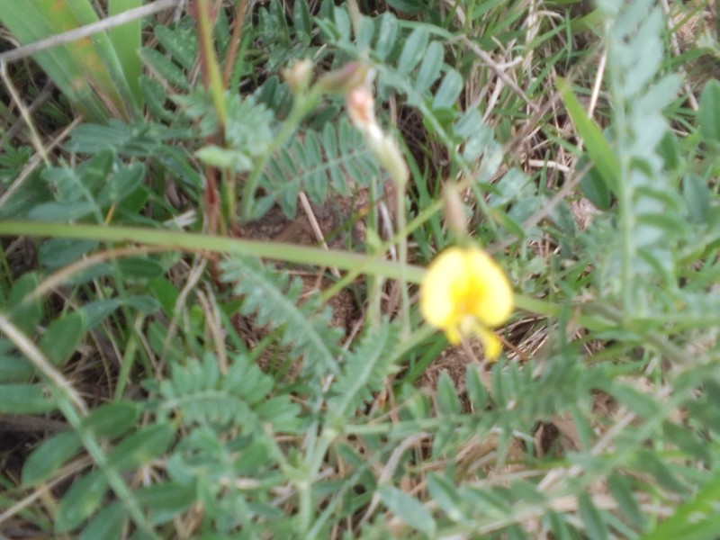Adesmia punctata photo 4