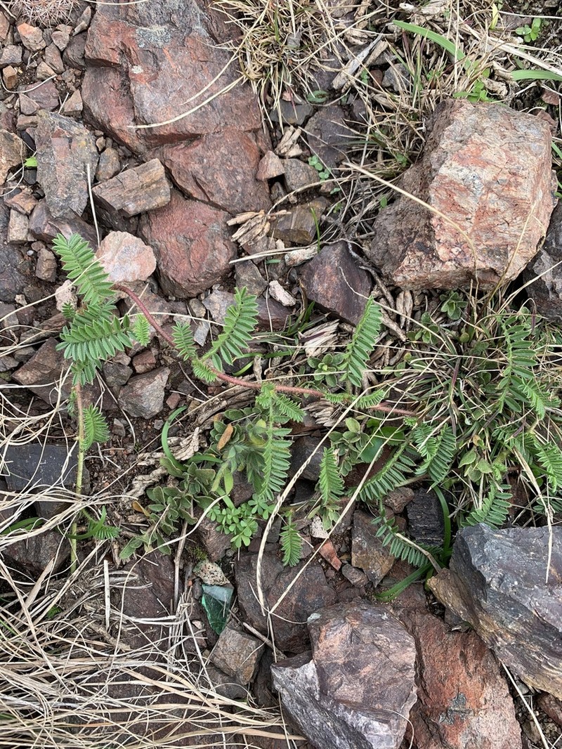 Adesmia punctata photo 5