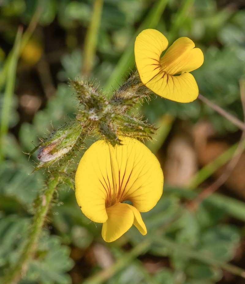Adesmia punctata photo 6