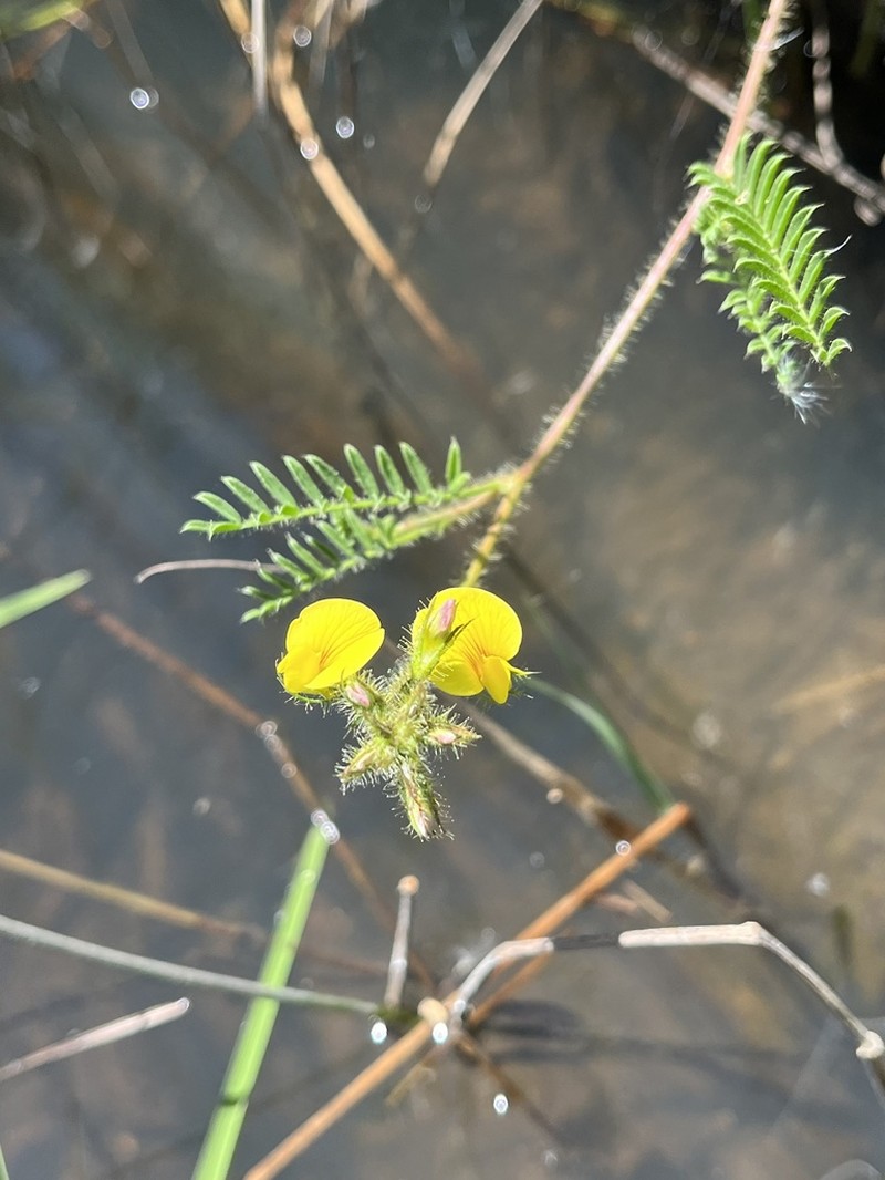 Adesmia punctata photo 8