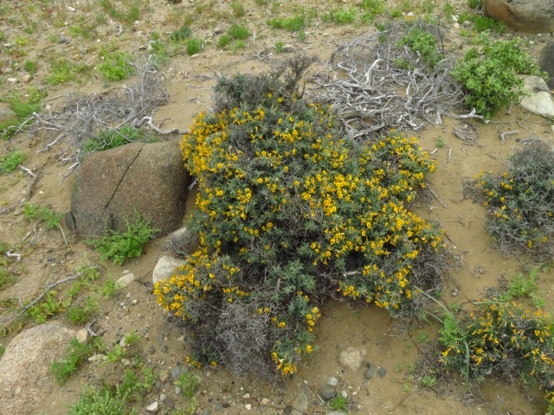 Adesmia pungens photo 2