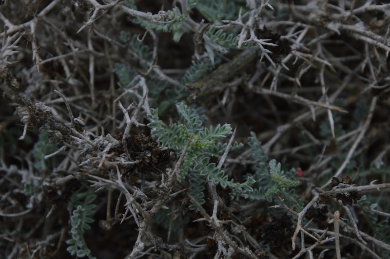 Adesmia pungens photo 4